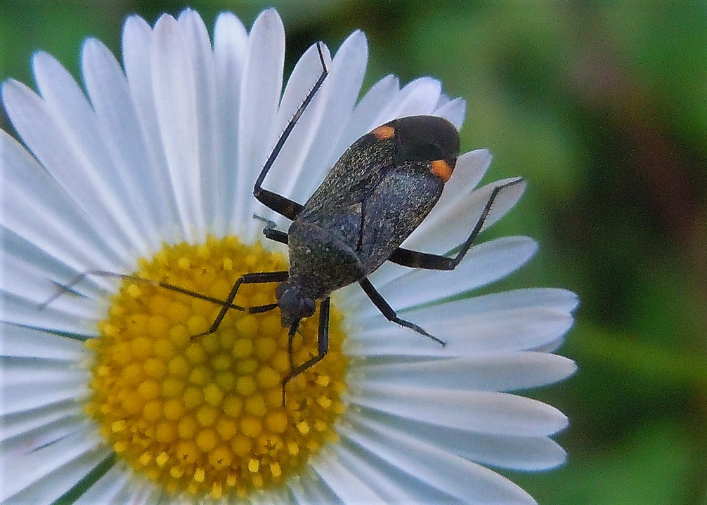 Miridae: Closterotomus cinctipes